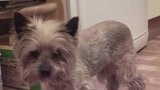 Stařence ukradl psíka, který jí zachránil život: Policie snímek pachatele nezveřejní, aby neporušili jeho soukromí