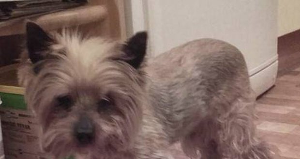 Stařence ukradl psíka, který jí zachránil život: Policie snímek pachatele nezveřejní, aby neporušili jeho soukromí.