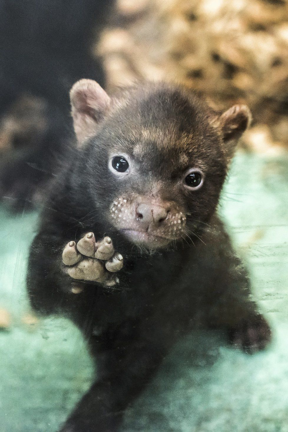 Tři mláďata psů pralesních teď v Zoo Praha prozkoumávají expozici; chovatelé je brzy vypustí do venkovního výběhu.