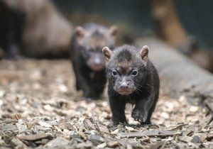 V Zoo Praha jsou k vidění další mimořádná mláďata. Štěňata psů pralesních se narodila 7. dubna.