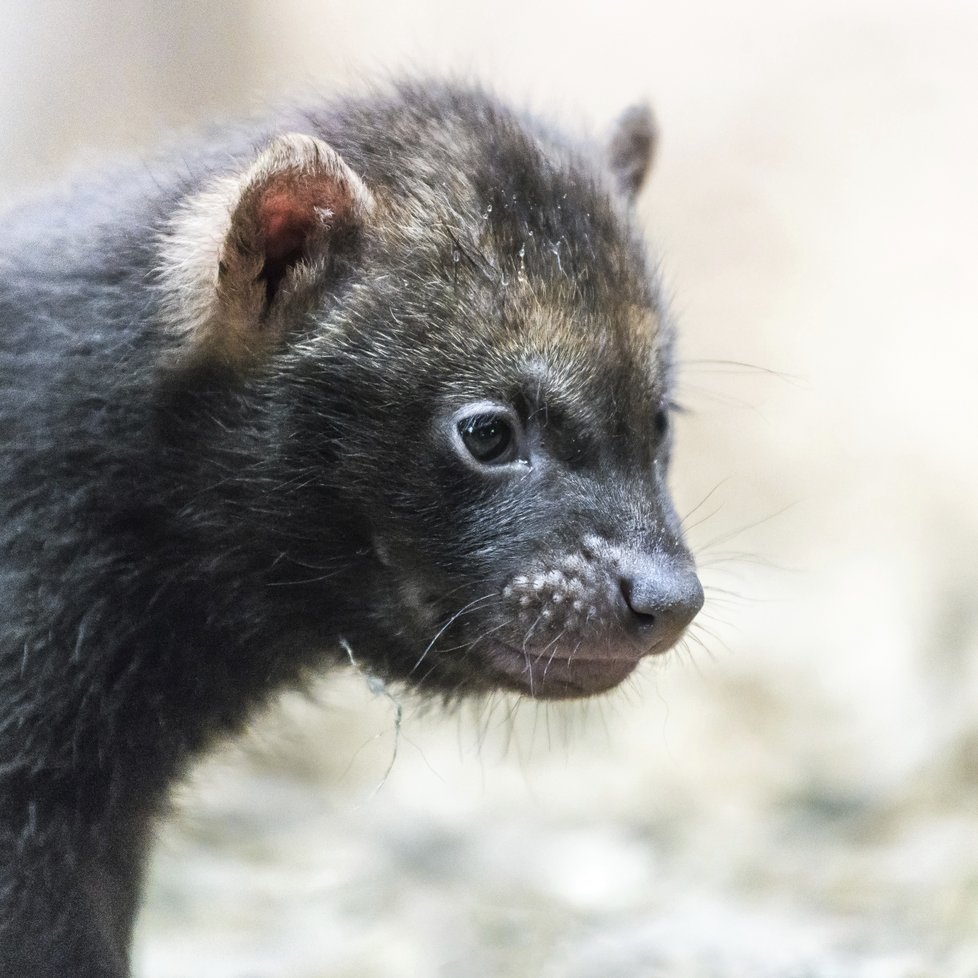 Chov psů pralesních je dnes v zoologických zahradách spíše výjimečný a příliš se nedaří.