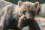 Smečka psů pralesních se v pražské zoo rozrostla o čtyři nová štěňata.