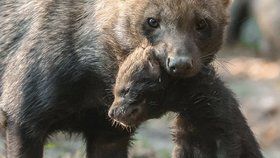 Smečka psů pralesních se v pražské zoo rozrostla o čtyři nová štěňata.