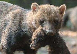 Smečka psů pralesních se v pražské zoo rozrostla o čtyři nová štěňata.