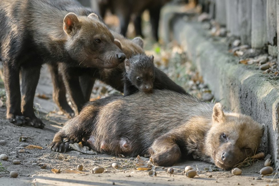 Smečka psů pralesních se v pražské zoo se rozrostla o čtyři nová štěňata.