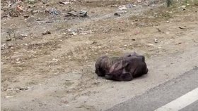 Pracovníci organizace našli toulavého psa u silnice.