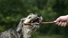 Věděli jste, že záněty dásní a zubní kámen dokážou vašim mazlíčkům pěkně znepříjemnit život?