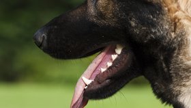 Péče o zubní chrup je velmi důležitá. Prodlouží životnost psích zubů a zlepší kvalitu jejich života.