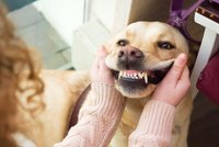 Jak pečovat o psí zuby? Vyhněte se operaci!