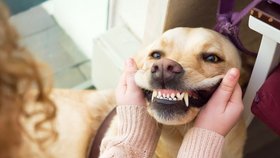 Jak pečovat o psí zuby? Vyhněte se operaci!