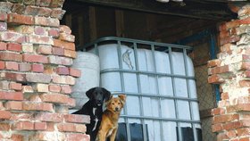Dva ze tří psů, kteří se nacházejí v objektu, kde prý Vietnamci zabíjejí zvířata