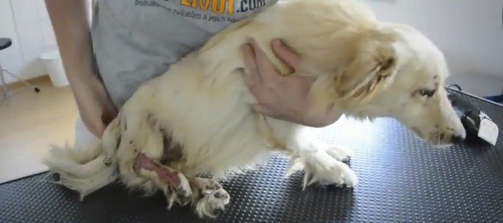 Dojemné video ochránců zvířat: Těmto pejskům jsme letos pomohli, pomozte i vy, vyzývají