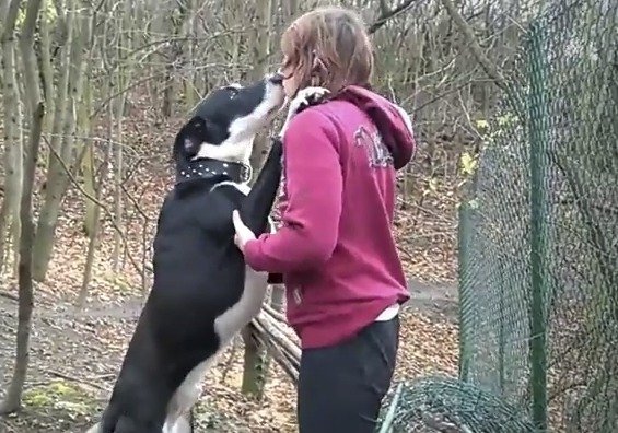 Dojemné video ochránců zvířat: Těmto pejskům jsme letos pomohli, pomozte i vy, vyzývají