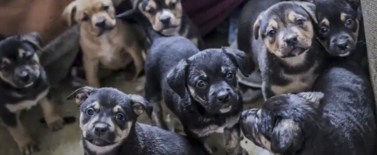 Dojemné video ochránců zvířat: Těmto pejskům jsme letos pomohli, pomozte i vy, vyzývají