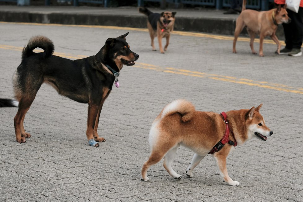 S identifikací lidí nakažených koronavirem by časem mohli pomáhat psi.