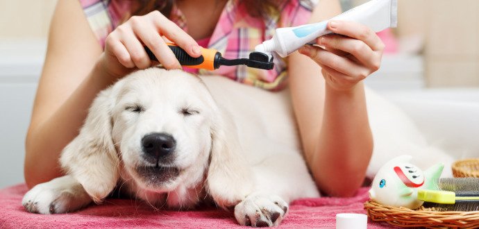Ochraňte psa před zubním kamenem, pomohou tyčinky i prevence