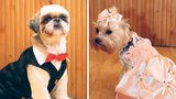 První půjčovna svatebních oblečků pro psí miláčky