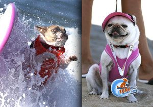 Na pláži Huntington Beach v Kalifornii proběhla soutěž v psím surfování.