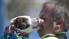 Soutěž v psím surfování: Před závodem pusu pro štěstí