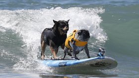 Soutěž v psím surfování: Tandem hafanů na surfu