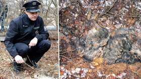 U Berouna byly nalezeny ostatky psů, možná obětí psích zápasů.