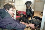 Provozovatel jimlínského útulku David Kubalík míní, že odebraní psi potřebují dostatek času