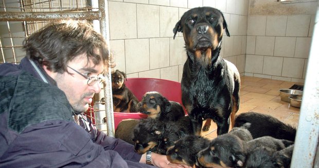 Provozovatel jimlínského útulku David Kubalík míní, že odebraní psi potřebují dostatek času