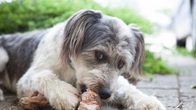 Staří psi potřebují méně kaloricku stravu a podávání vitamínových doplňků.