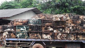 Thajská policie před jistou smrtí na pekáči zachránila 1800 psů
