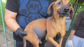 Ženě z Vlčkovic odebrali 53 týraných psů: Zablešené a bázlivé pejsky si rozebrali dobrovolníci