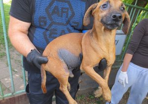 Ženě z Vlčkovic odebrali 53 týraných psů: Zablešené a bázlivé pejsky si rozebrali dobrovolníci