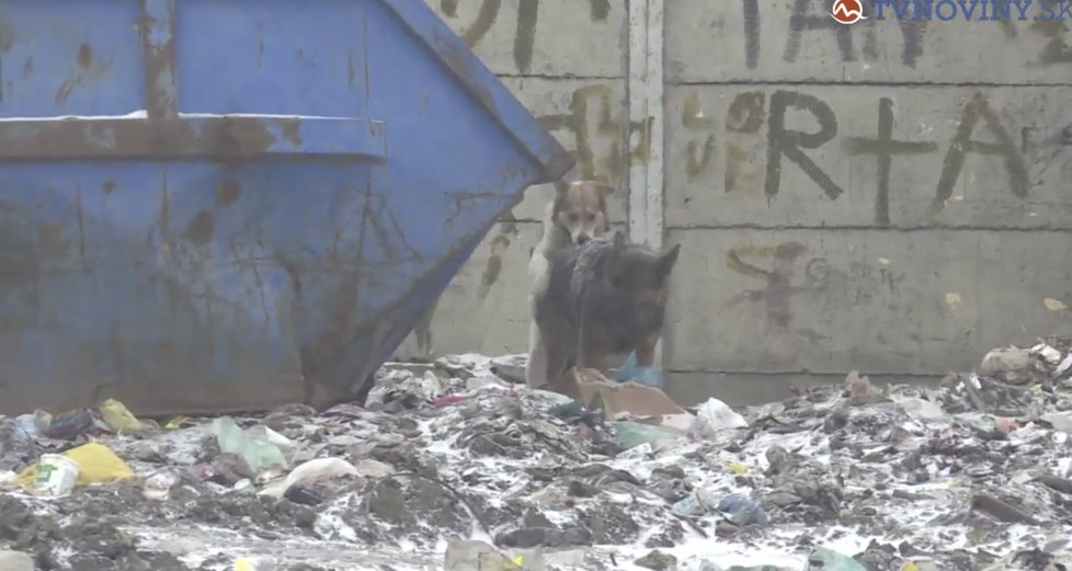 Reportérka objevila kolem osady další mrtvá těla psů se známky po týrání. Šokovaly je i zdejší šílené podmínky pro život