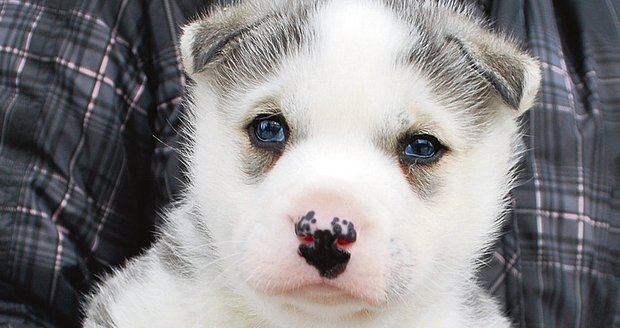 Krásná štěňata křížence sibiřského huskyho si určitě k lidem cestu najdou