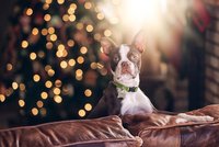 Svátky klidu pro mazlíčky: 12 tipů, jak je uchránit před pastmi Vánoc