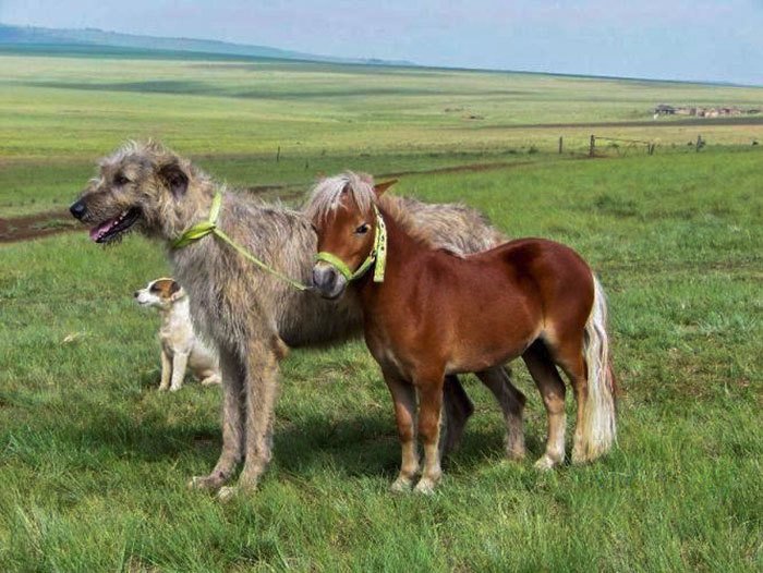 Skvělé trio