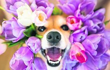 Zvířecí alergie: Květy potrápí i psí kamarády...
