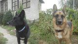 Chovatelka zemřela a nechala po sobě 20 psů: Pomozte jim najít nový domov