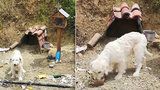Pes čeká na svého páníčka (†40) už 18 měsíců na místě, kde ho srazil náklaďák
