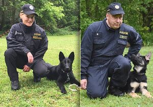 Debie a Bred mají kariéru jasnou: Z roztomilých štěňat budou ostří policejní psi