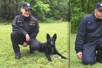 Debie a Bred mají kariéru jasnou: Z roztomilých štěňat budou ostří policejní psi