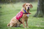 Labrador Daisy dokáže vyčenichat rakovinu!