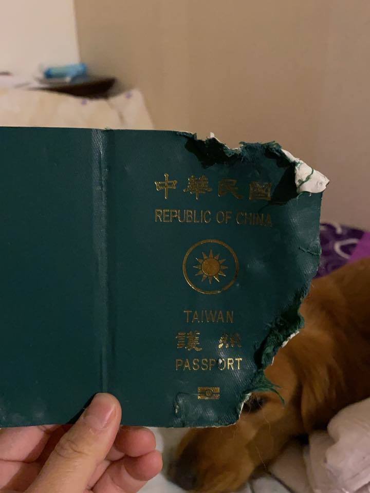 Pejsek Kim roztrhal své paničce pas, na který chtěla před několika týdny letět do čínského Wu-chanu, který je v současnosti v karanténě.