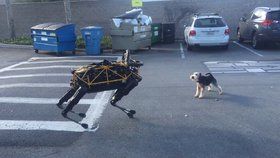 Pes naběhl na robotického psa. Jak to asi dopadlo?