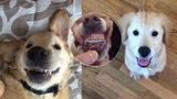 Pes s rovnátky? Roztomilé štěně se stalo hitem internetu!