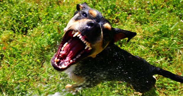 Holčičku (†4) roztrhala smečka psů: V kaluži krve ji před domem našla její máma! (ilustrační foto)