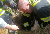 Dramatická záchrana v Jinonicích: Pejsek spadl do třímetrové šachty!