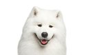 Bílé severské plemeno psa samojed