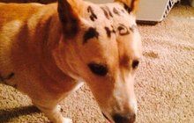 Smutný psí příběh: S nápisem na kožichu hledala páníčka! 