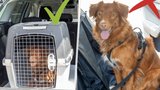 Pes volně usazený na sedačce v autě může být nebezpečný: Jak mazlíčka přepravovat bezpečně?