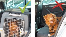 Psa lze v autě přepravovat v kufru nebo na zadních sedačkách.